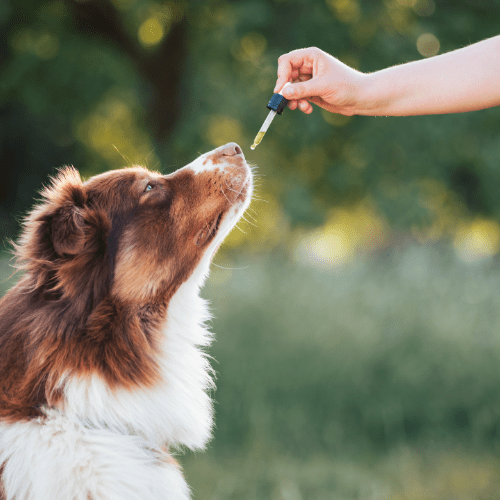 CBD für Hunde: Entspannung und Balance – fördern Sie das Wohlbefinden Ihres Hundes mit hochwertigen, natürlichen CBD-Produkten.